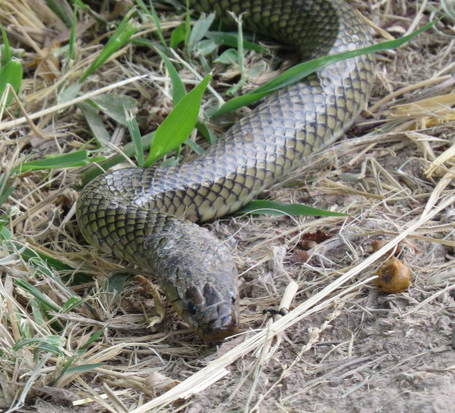 Culebra parda