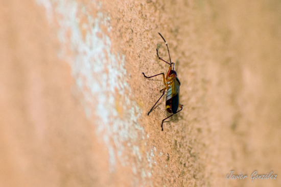 Chinche algodonera