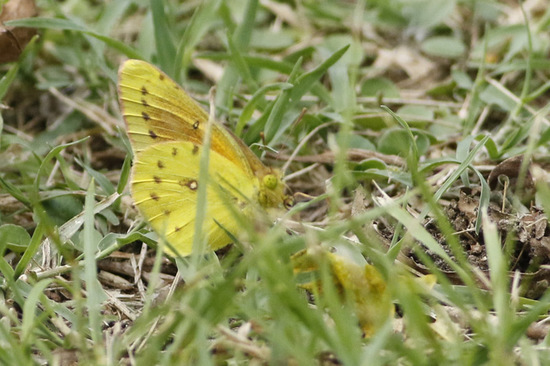 Lesbia sulphur