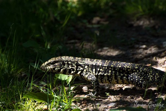 Black-and-white tegu lizard