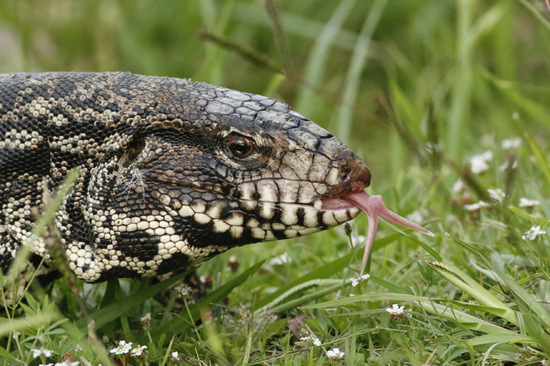 Black-and-white tegu lizard