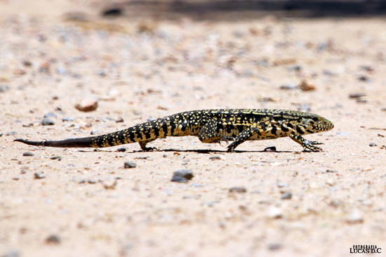Black-and-white tegu lizard