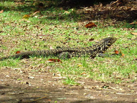 Black-and-white tegu lizard