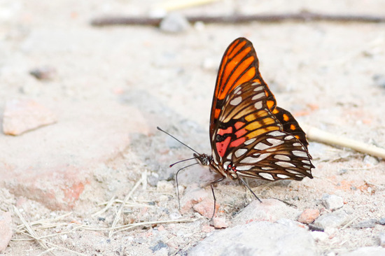 Mexican silverspot