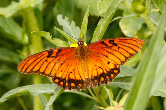 Mexican silverspot