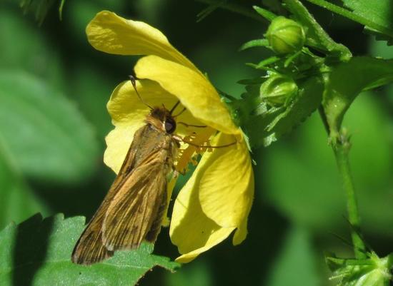 Fiery skipper