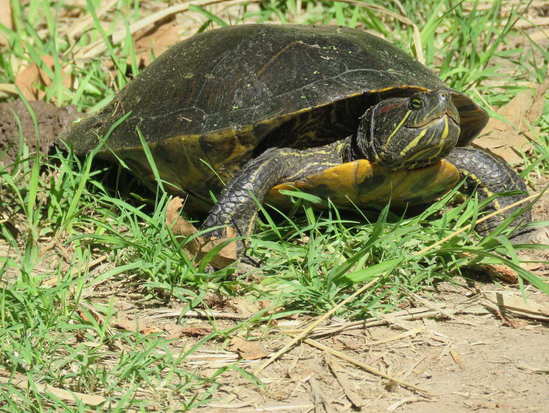 Red-eared turtle