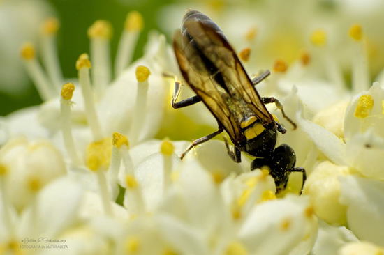 Camuati Wasp