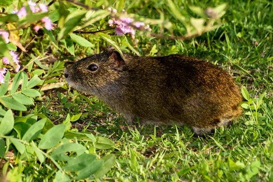 Pampas cavy