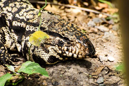 Lagarto overo