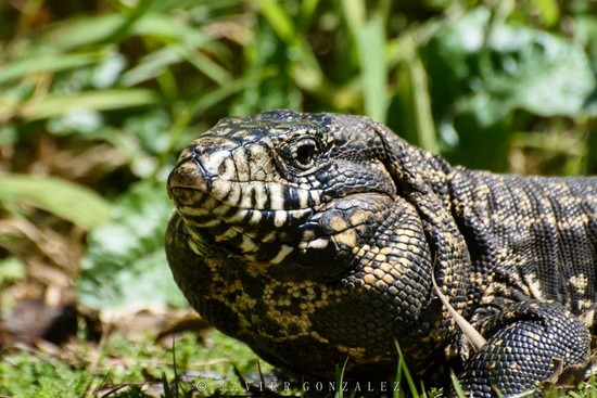 Black-and-white tegu lizard