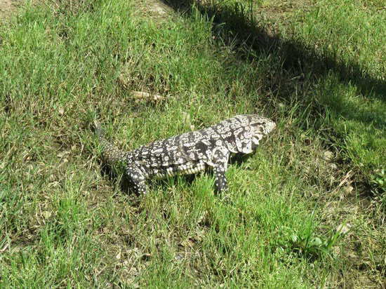 Black-and-white tegu lizard