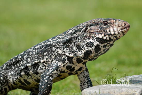 Lagarto overo