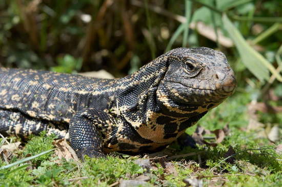 Black-and-white tegu lizard