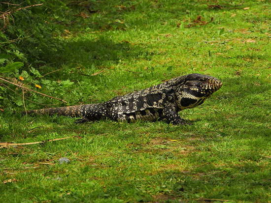 Black-and-white tegu lizard