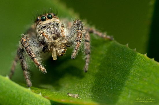 Araña saltadora