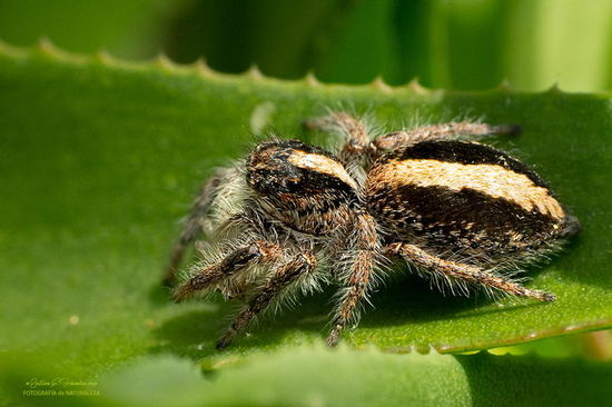 Araña saltadora