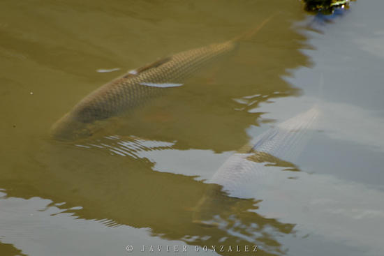 Streaked prochilid