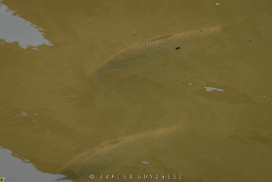 Streaked prochilid