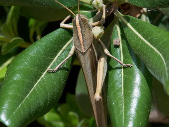 Yellow-lined Grasshopper