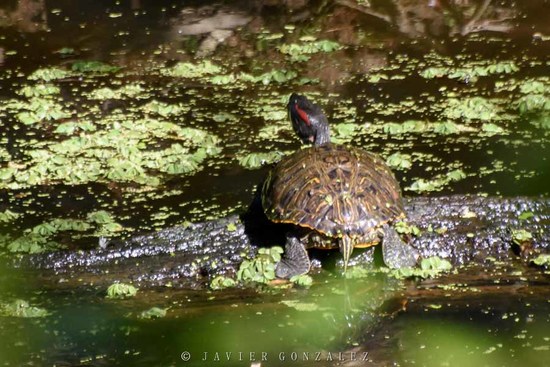 Red-eared turtle