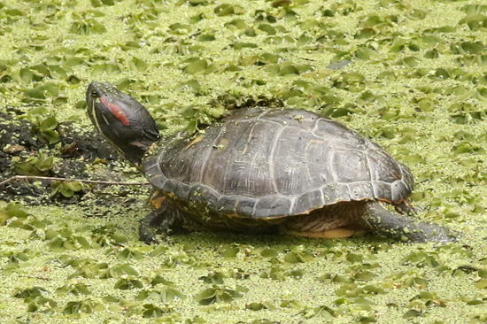 Red-eared turtle