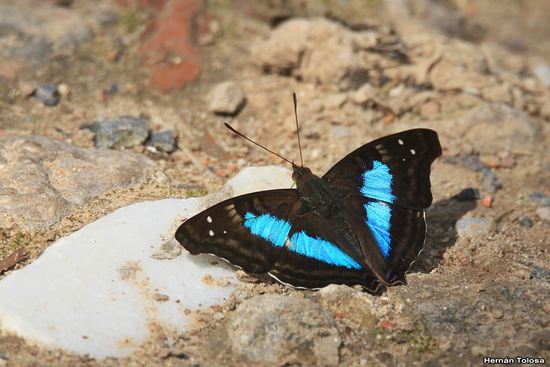 Laurentia Emperor