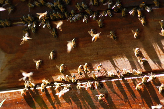 Abeja europea