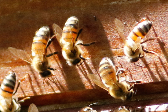 Abeja europea