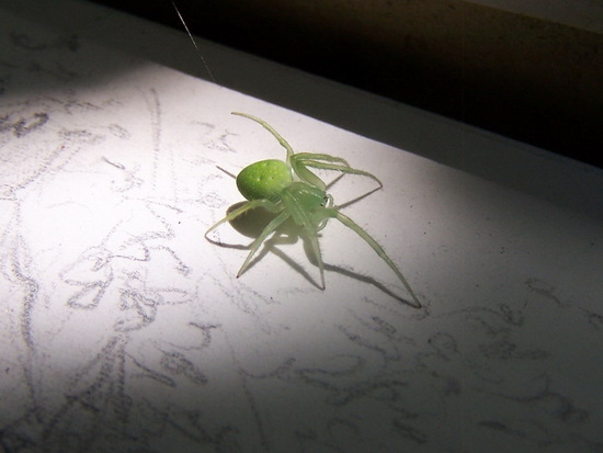Araña tejedora
