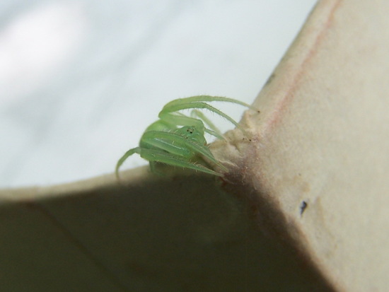 Araña tejedora