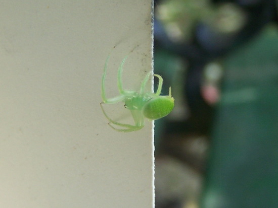 Araña tejedora