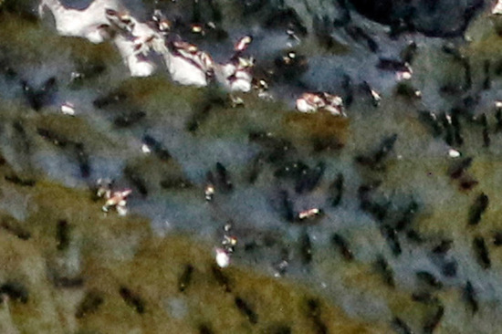 Camuatí