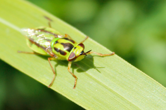 Mosca soldado