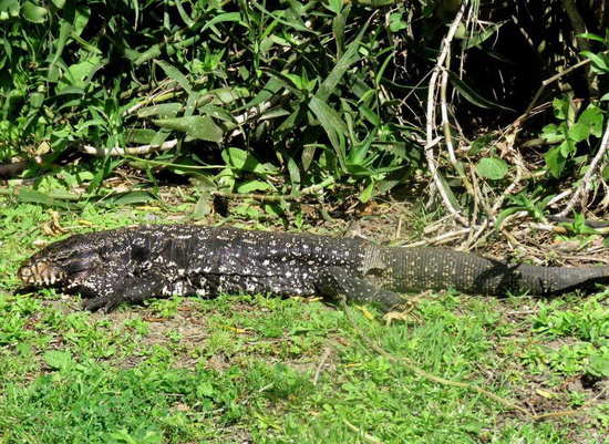 Lagarto overo