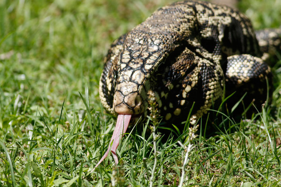 Lagarto overo