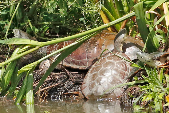 Tortuga de laguna