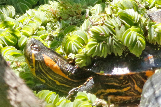 Tortuga pintada