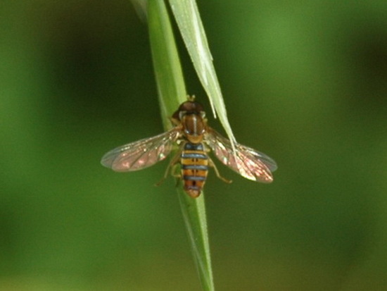 Mosca de las flores