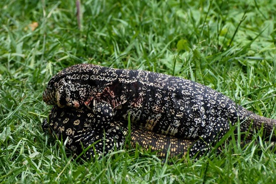 Black-and-white tegu lizard