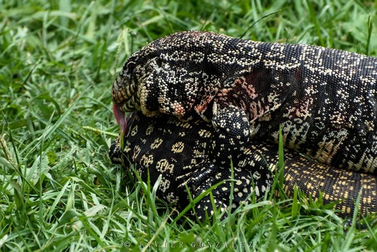 Black-and-white tegu lizard