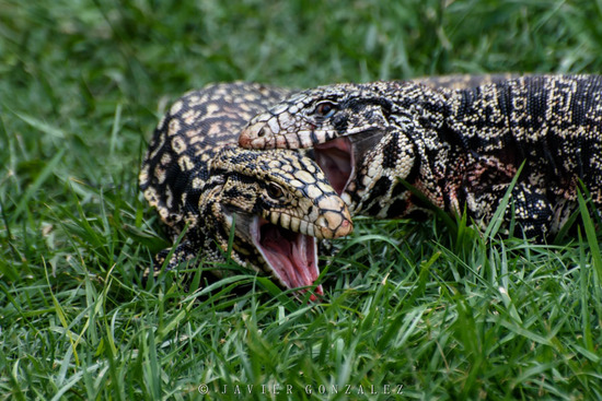 Black-and-white tegu lizard