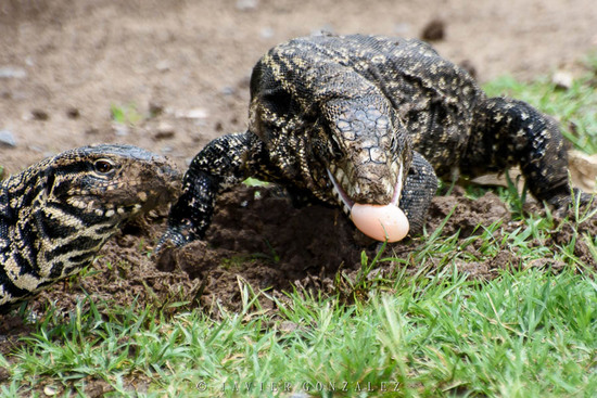 Lagarto overo