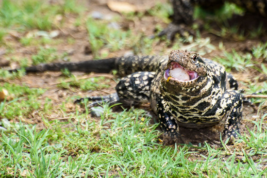 Lagarto overo