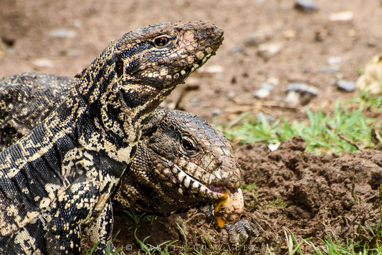 Lagarto overo