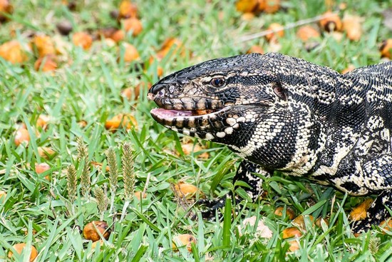 Lagarto overo