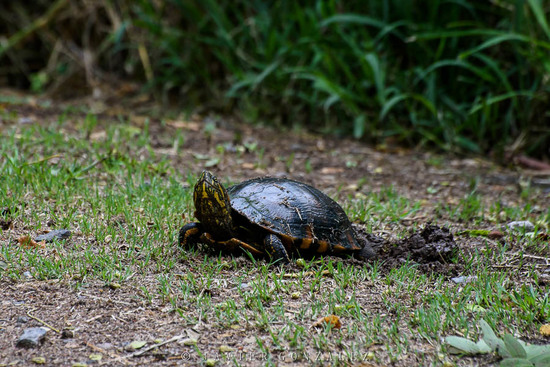Painted turtle