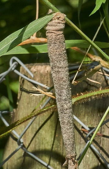 Bagworm