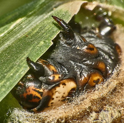 Bagworm