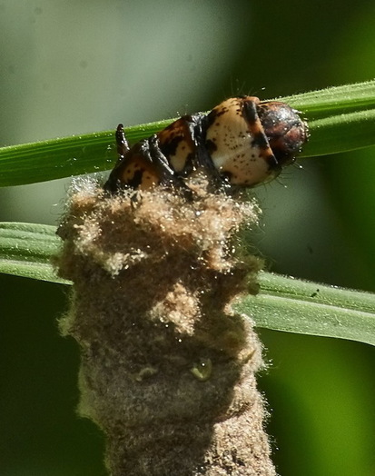 Bagworm